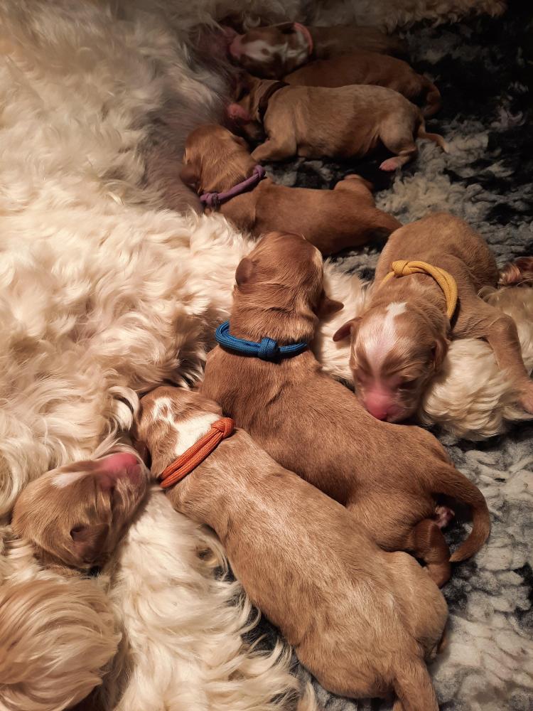 Pups geboren van Yindy/Cooper 26-5-24